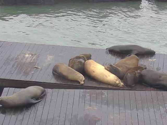 Chonkers spotted 2026-06-02 · 07:33 PT