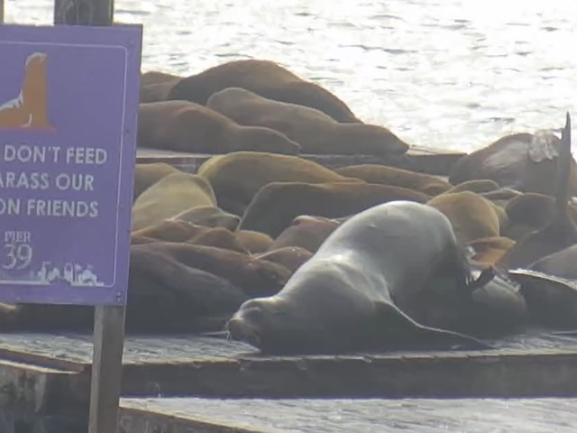 Chonkers spotted 2026-06-02 · 17:53 PT