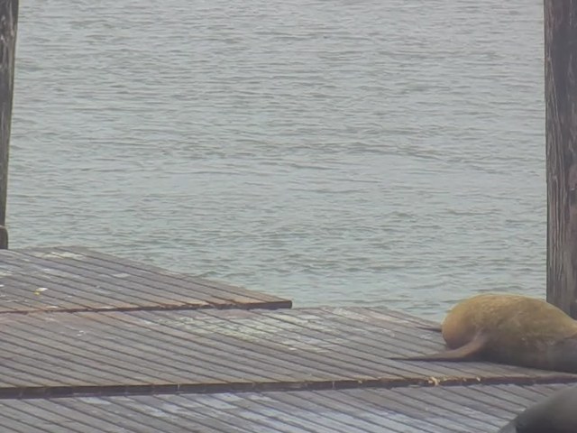Chonkers spotted 2026-06-14 · 09:23 PT