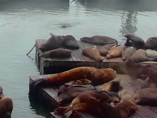 Last sighting screenshot from Pier 39 K-Dock